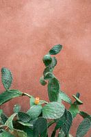 Cactus Griekenland