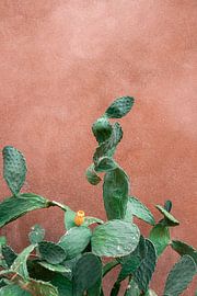 Cactus Griekenland van HelloHappylife