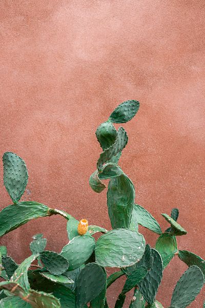 Cactus Grèce par HelloHappylife