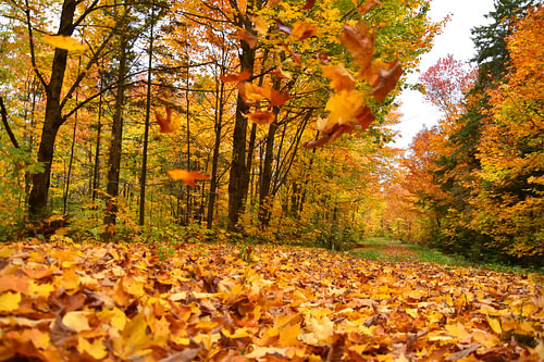Un sentier à l'automne