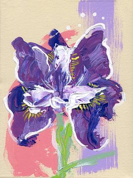Siberische iris, FreeStyle