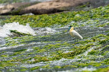 Fishing Capped Heron in the Suriname river at Tapawatra sula by Lex van Doorn
