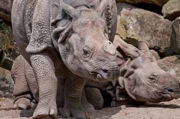 Indisches Nashorn : Blijdorp Zoo von Loek Lobel