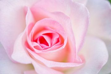 Roze roos met ochtenddauw Macro 1012 van Iris Holzer Richardson