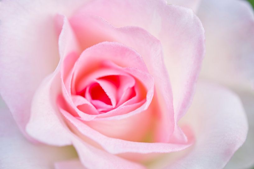 Rosa Rose mit Morgentau Makro 1012 von Iris Holzer Richardson
