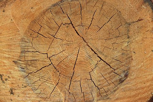 Inside of sawn tree trunk