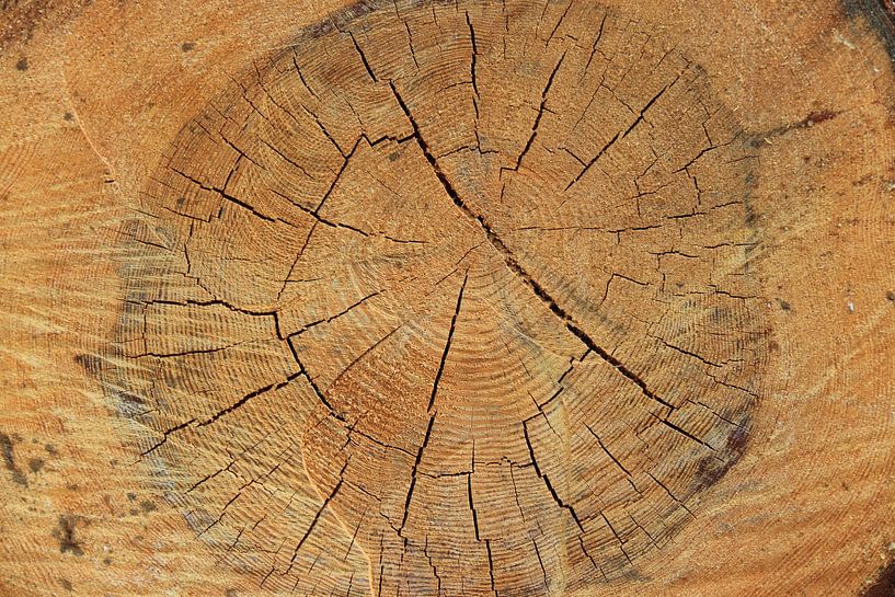 Inside of sawn tree trunk by Bobsphotography