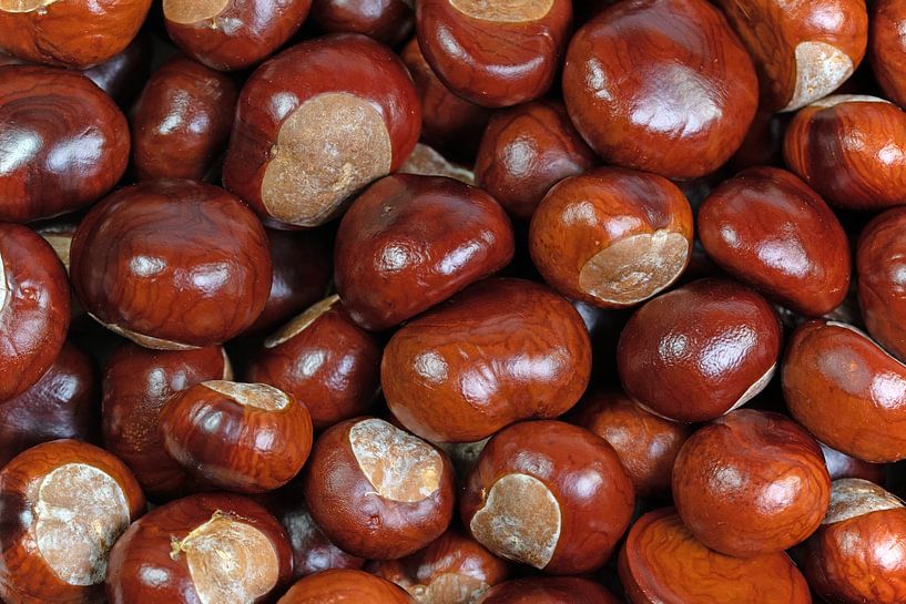 Horse chestnuts by Michael Schuppich