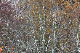 Beautiful winter forest