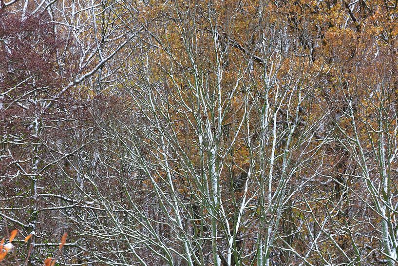 Beautiful winter forest by Thomas Jäger