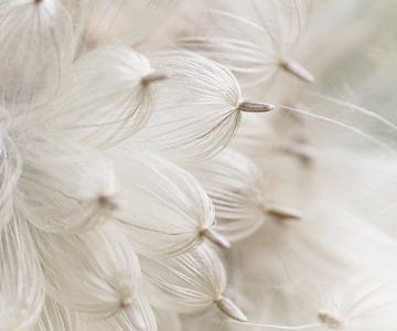 One day I'll fly away 1 (white seed fluff, square image) by Birgitte Bergman