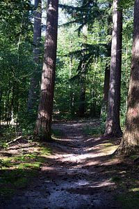 Im Wald