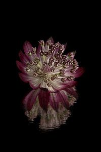 Seeknoten (Astrantia Major) mit gebrochener Reflexion vor dunklem Hintergrund