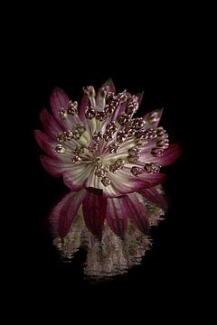 Zeeuws knoopje (Astrantia Major) met gebroken reflectie met donkere achtergrond van Marjolijn van den Berg