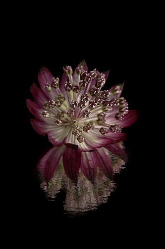 Zeeuws knoopje (Astrantia Major) met gebroken reflectie met donkere achtergrond