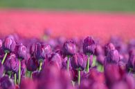 Paarse en roze tulpen von Kim de Been Miniaturansicht