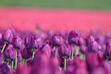 Paarse en roze tulpen van Kim de Been