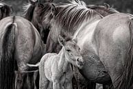 Wilde Paarden in zwart Wit van Robert Jan Smit thumbnail