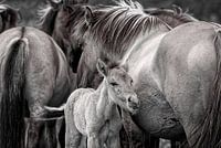 Wilde Konikpaarden in zwart Wit