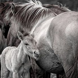 Wild horses in black and white by Robert Jan Smit