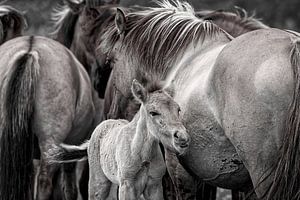 Wilde Konikpaarden in zwart Wit
