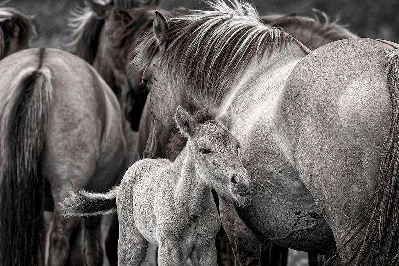 Wilde Paarden in zwart Wit van Robert Jan Smit