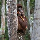 Teenager-Orang-Utan bricht einen Zuckerrohrstängel von Anges van der Logt Miniaturansicht