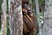 Tiener orangutan breekt een suikerriet stengel van Anges van der Logt