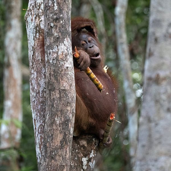 Teenager-Orang-Utan bricht einen Zuckerrohrstängel von Anges van der Logt