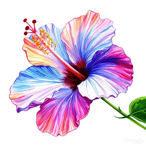 Bloem van de hibiscus uit serie A 04C