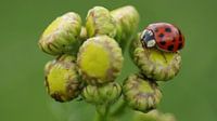Coccinelle sur un bouton de fleur