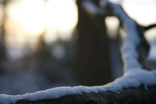 Sneeuw op een tak.