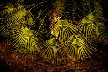 Leaves fan palm dark abstract by Dieter Walther