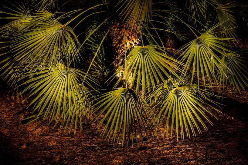 Leaves fan palm dark abstract by Dieter Walther