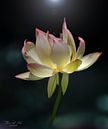 De heilige lotus (Nelumbo nucifera) van Flower and Art thumbnail