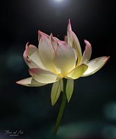 De heilige lotus (Nelumbo nucifera)