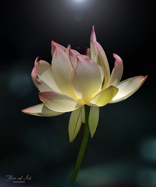 De heilige lotus (Nelumbo nucifera) van Flower and Art