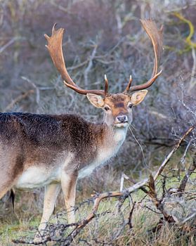 Hert in de Waterleidingduinen in Amsterdam
