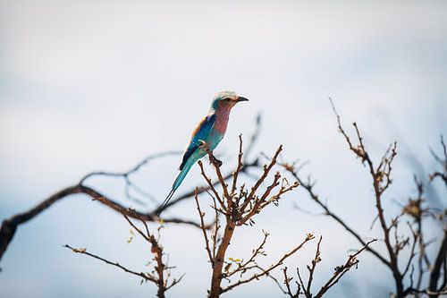 Lilac Breasted Roller