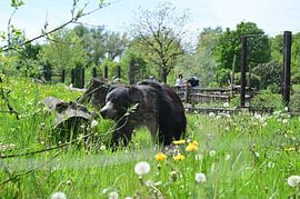 Bär im Gehege eines Zoos von Keywan Salehi