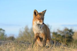 Vos boven op duintje van Martin Jansen