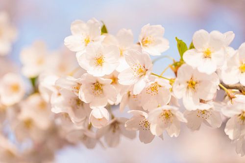 Kersenbloesem in Amsterdam, voorjaar