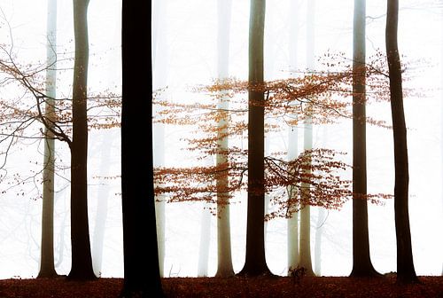 Murmures de la forêt