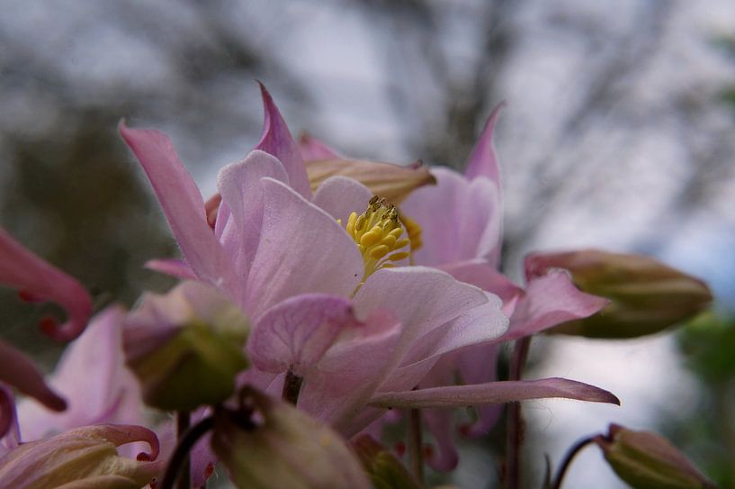 fleur par Madeltijntje