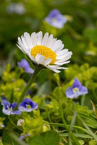 Gänseblümchen