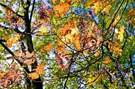Schmetterlingsflügel von Hanneke Luit Miniaturansicht