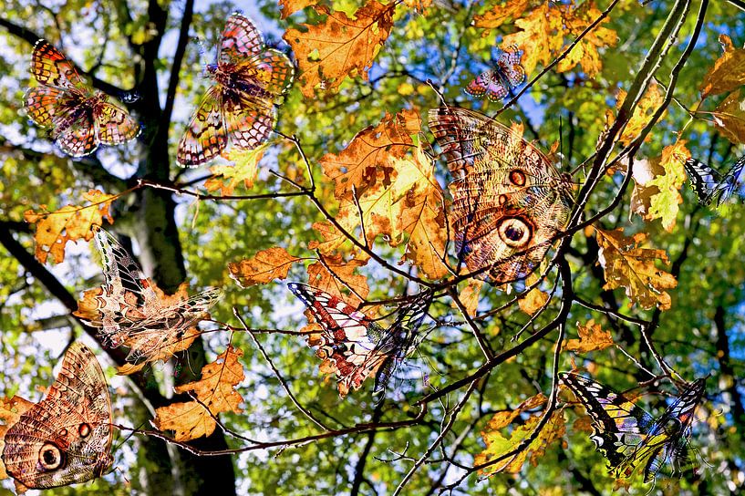 Schmetterlingsflügel von Hanneke Luit