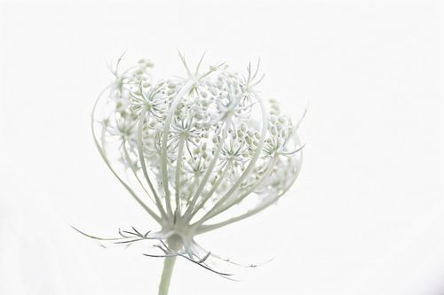 Tranquility (romantische foto van de Wilde peen)