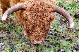 Scottish Highlander 800kg Muscles by Truckpowerr
