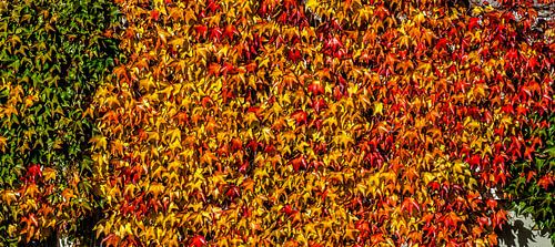 Panorama Kleurrijke bladeren van de wilde wingerd in de herfst